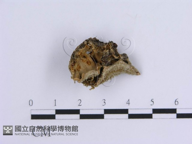 登錄號:F0008267藏品圖，第1張