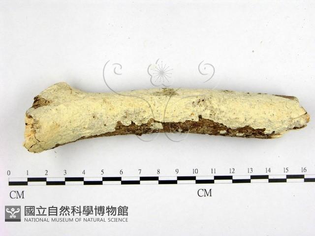 登錄號:F0000267藏品圖，第1張