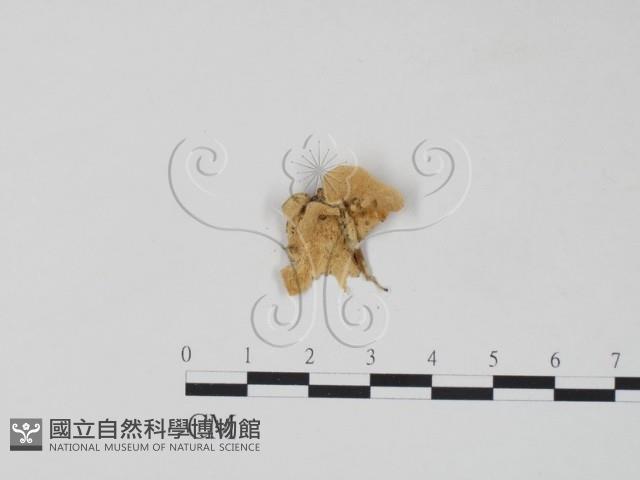 栓菌屬藏品圖，第1張