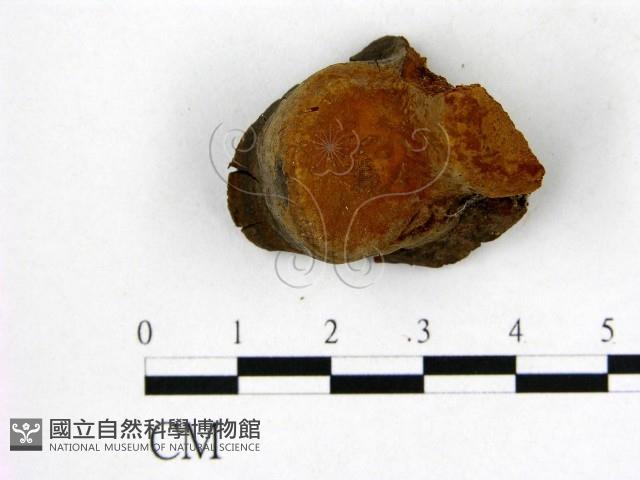 登錄號:F0006267藏品圖，第1張