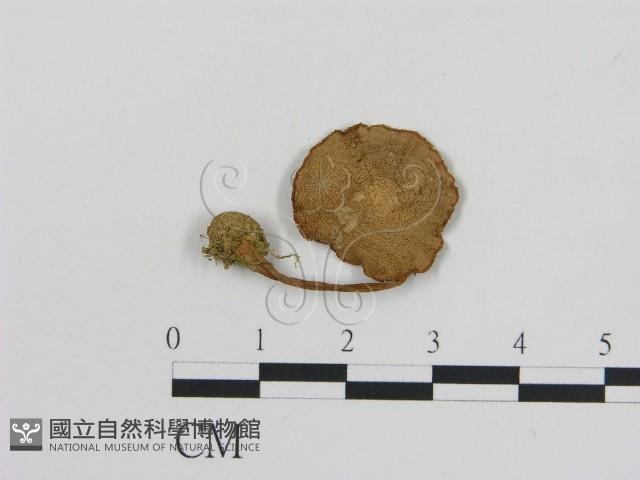 登錄號:F0016267藏品圖，第1張