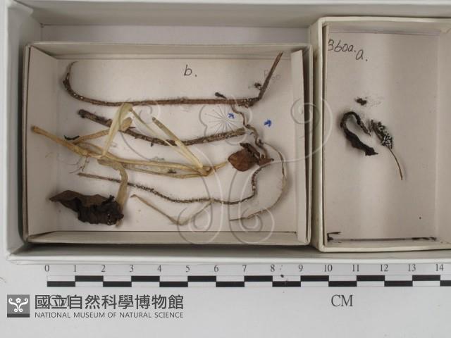 登錄號:F0021267藏品圖，第1張