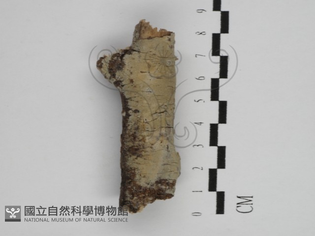 刺皮菌屬藏品圖，第1張