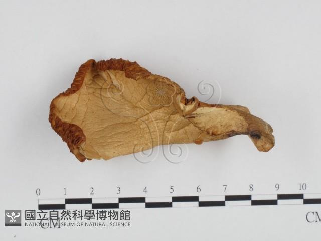 登錄號:F0024267藏品圖，第1張