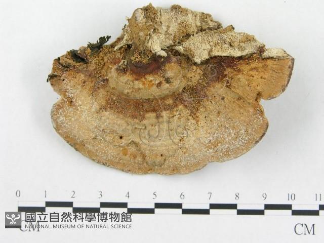 硬孔菌屬藏品圖，第1張