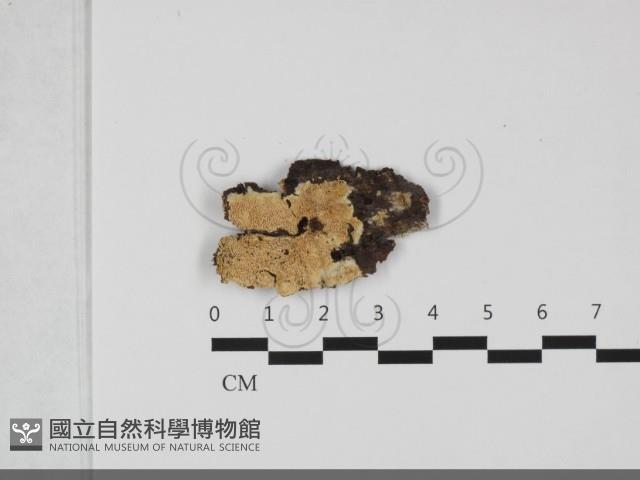 登錄號:F0032267藏品圖，第1張
