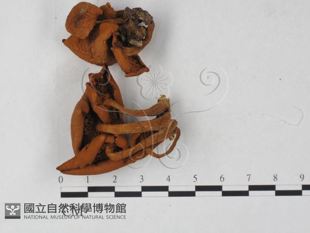 登錄號:F0027267藏品圖，第1張
