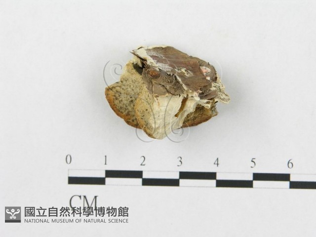 登錄號:F0007267藏品圖，第1張