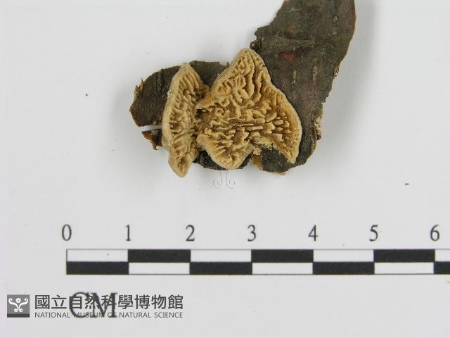登錄號:F0017267藏品圖，第1張