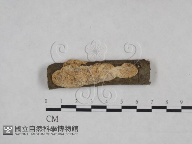 登錄號:F0025267藏品圖，第1張