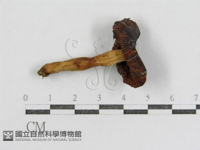 登錄號:F0005267藏品圖，第1張