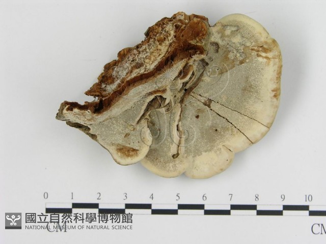 登錄號:F0015267藏品圖，第1張