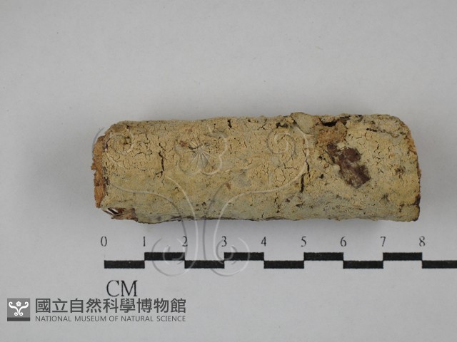 絲齒菌屬藏品圖，第1張