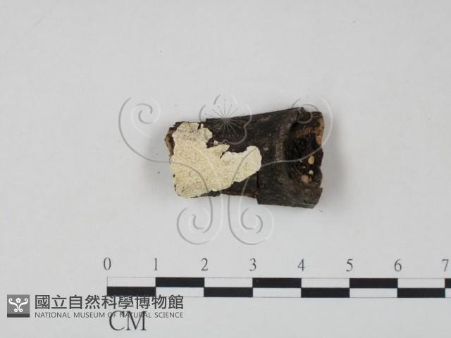 射脈菌屬藏品圖，第1張