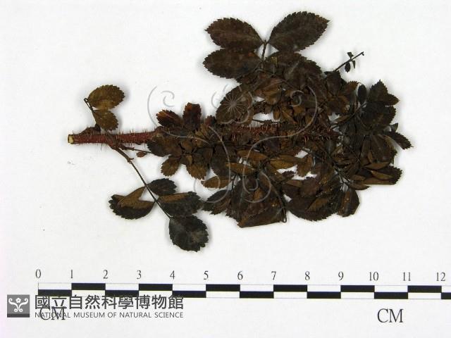 登錄號:F0019267藏品圖，第1張