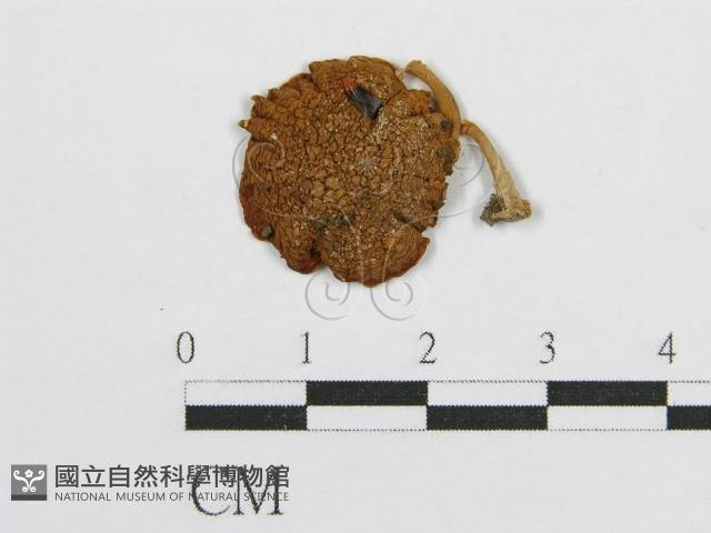 登錄號:F0003267藏品圖，第1張