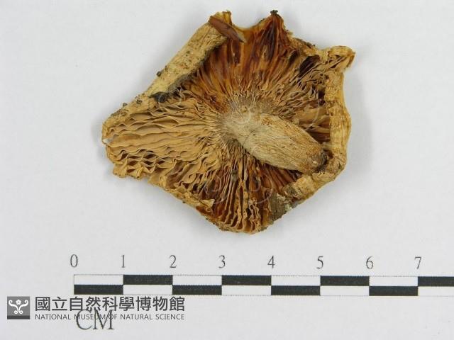 登錄號:F0013267藏品圖，第1張