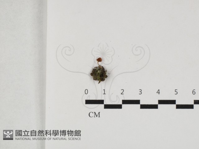 濕傘屬藏品圖，第1張