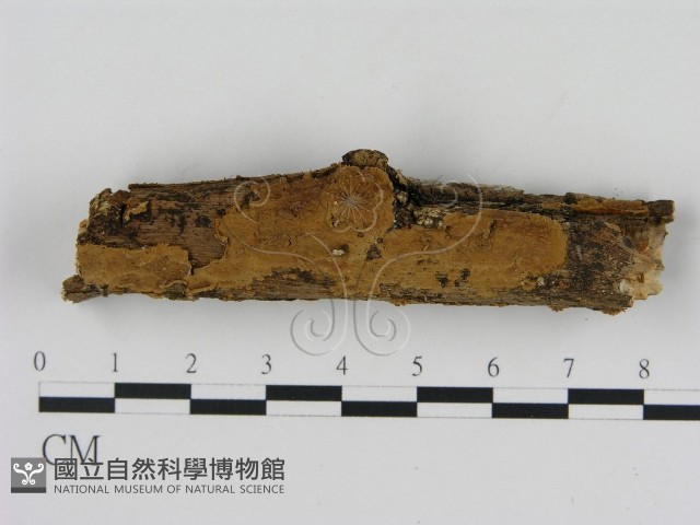 刺革菌屬藏品圖，第1張