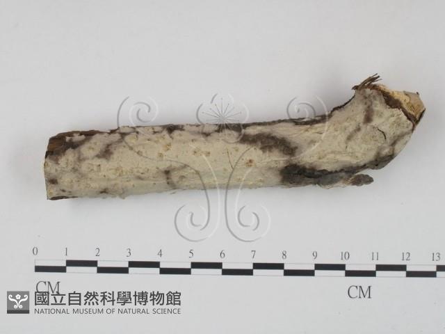 筍殼菌屬藏品圖，第1張