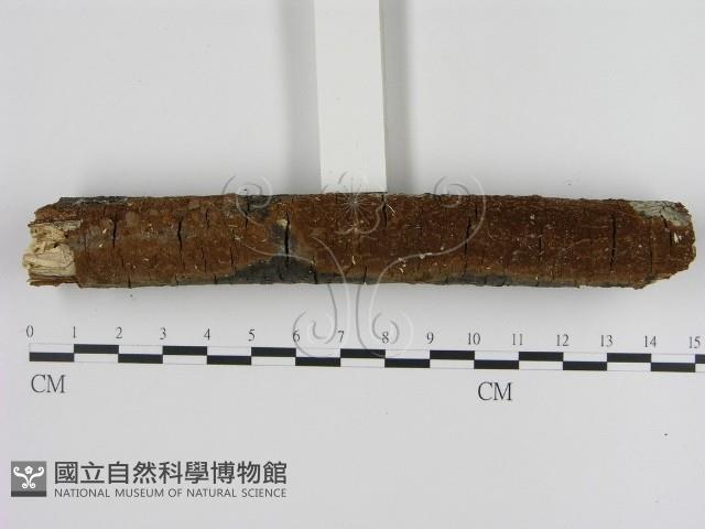 刺革菌屬藏品圖，第1張