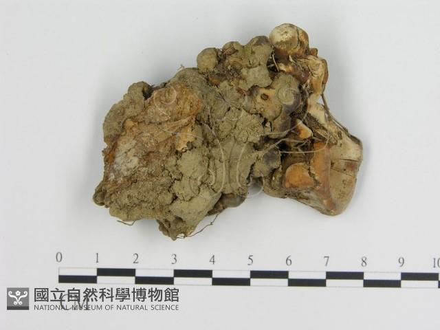 登錄號:F0010867藏品圖，第1張