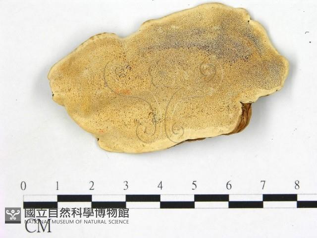 登錄號:F0006867藏品圖，第1張