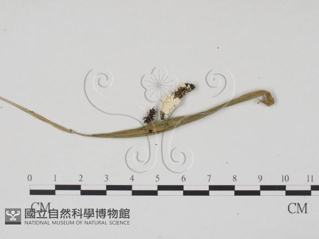 登錄號:F0016867藏品圖，第1張