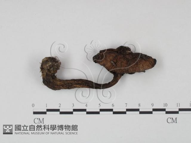登錄號:F0021867藏品圖，第1張