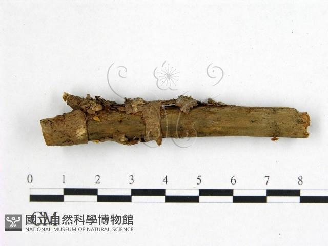 登錄號:F0001867藏品圖，第1張