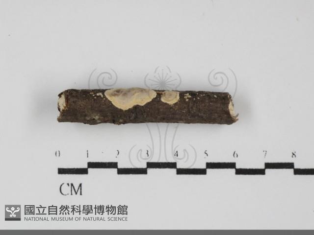 刺皮菌屬藏品圖，第1張