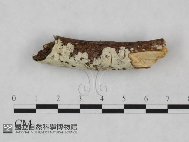 登錄號:F0024867藏品圖，第3張
