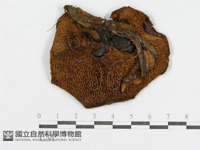 登錄號:F0004867藏品圖，第1張