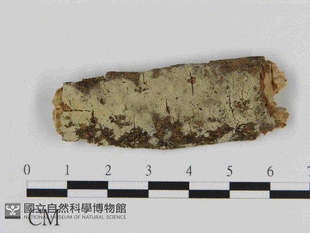 登錄號:F0014867藏品圖，第1張