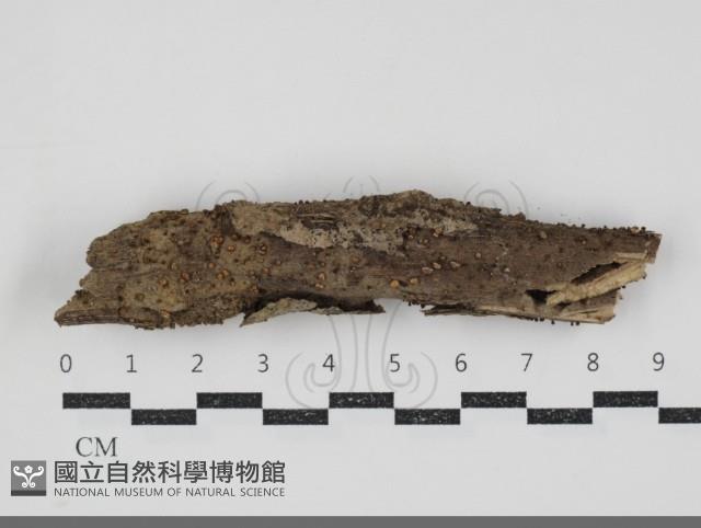 登錄號:F0034867藏品圖，第1張