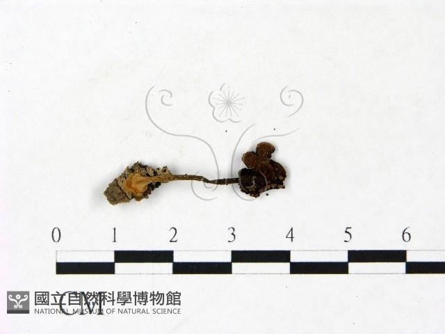 登錄號:F0022867藏品圖，第1張