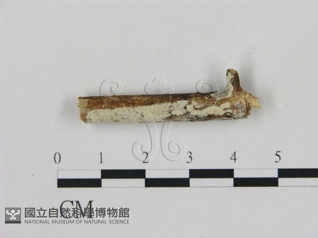 冇骨消絲齒菌藏品圖，第1張