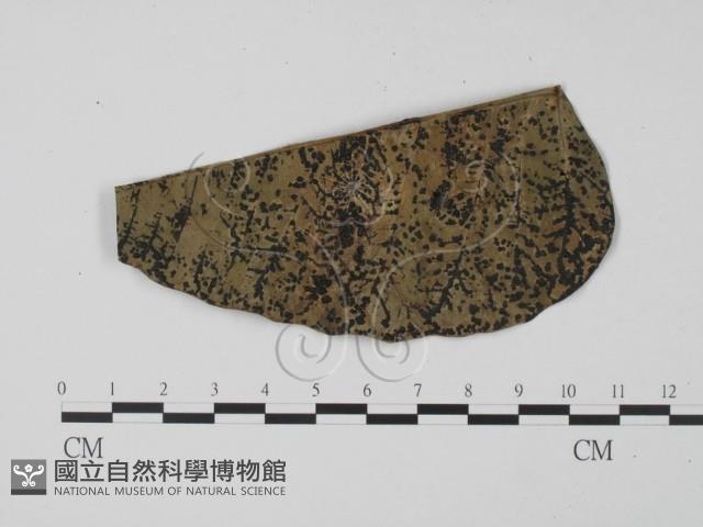 登錄號:F0012867藏品圖，第1張