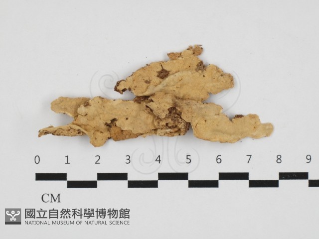 登錄號:F0032867藏品圖，第1張