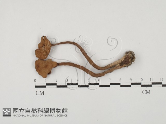 登錄號:F0027867藏品圖，第1張