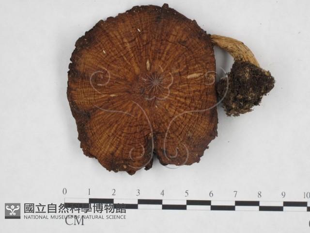 登錄號:F0025867藏品圖，第1張