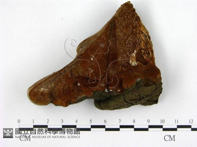 登錄號:F0005867藏品圖，第1張