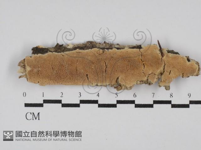 登錄號:F0029867藏品圖，第1張