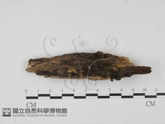 登錄號:F0009867藏品圖，第1張