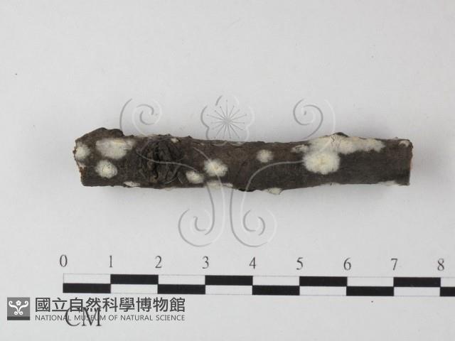 登錄號:F0023867藏品圖，第1張