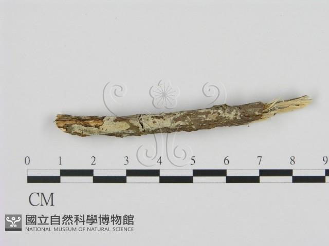 剛毛絲皮菌藏品圖，第1張