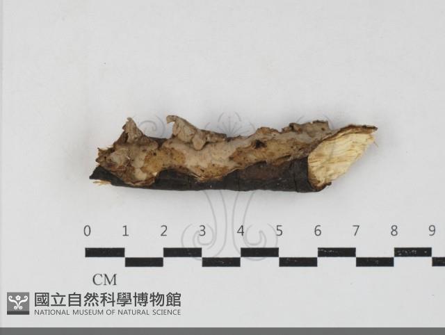 登錄號:F0033867藏品圖，第1張