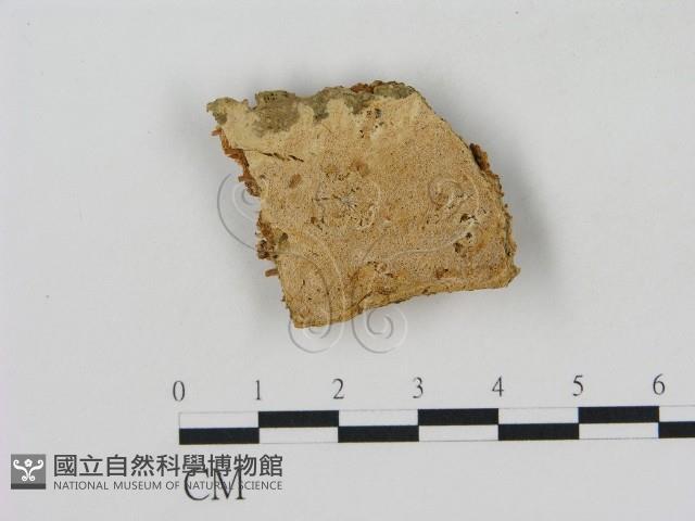 登錄號:F0008967藏品圖，第1張