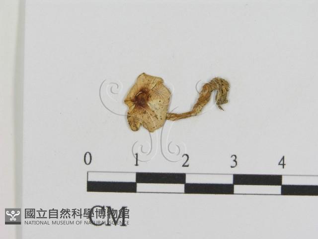 登錄號:F0010967藏品圖，第1張