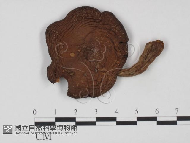 登錄號:F0021967藏品圖，第1張